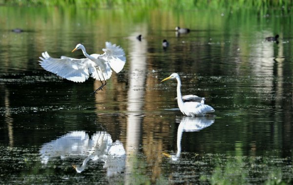 Artosa Tienen - Claes Marc - Grote zilverreiger